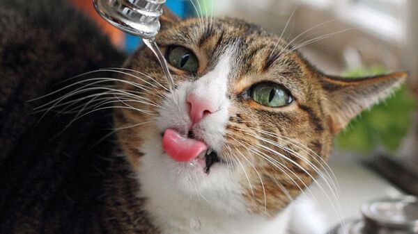Кот пьет воду из крана - Sputnik Беларусь