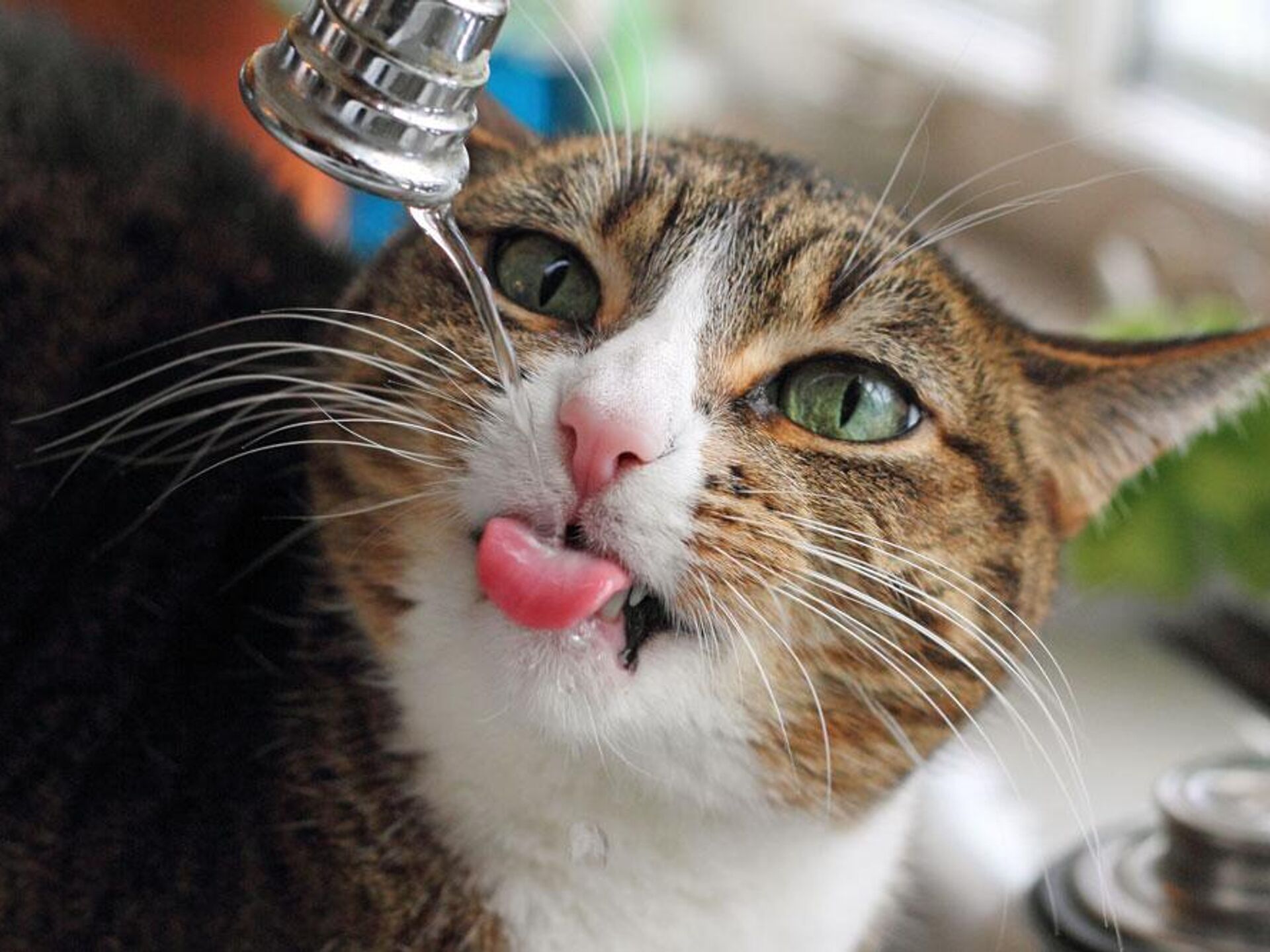Кошки пьют лапой. Кот пьет. Кот пьет воду. Пьющие воду котики. Кот и кран с водой.