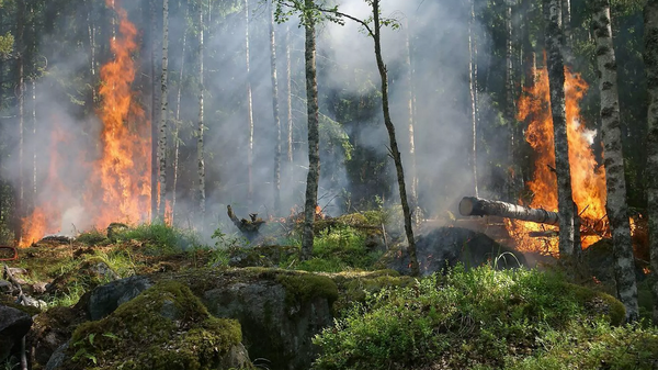 Лесной пожар в Казахстане - Sputnik Беларусь