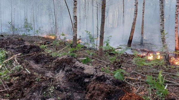 Лесной пожар - Sputnik Беларусь
