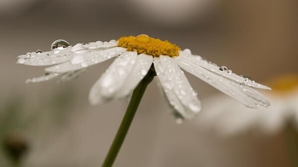 Цветок под дождем - Sputnik Беларусь