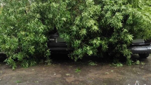 Упавшее дерево заблокировало семью с двумя детьми в автомобиле - Sputnik Беларусь