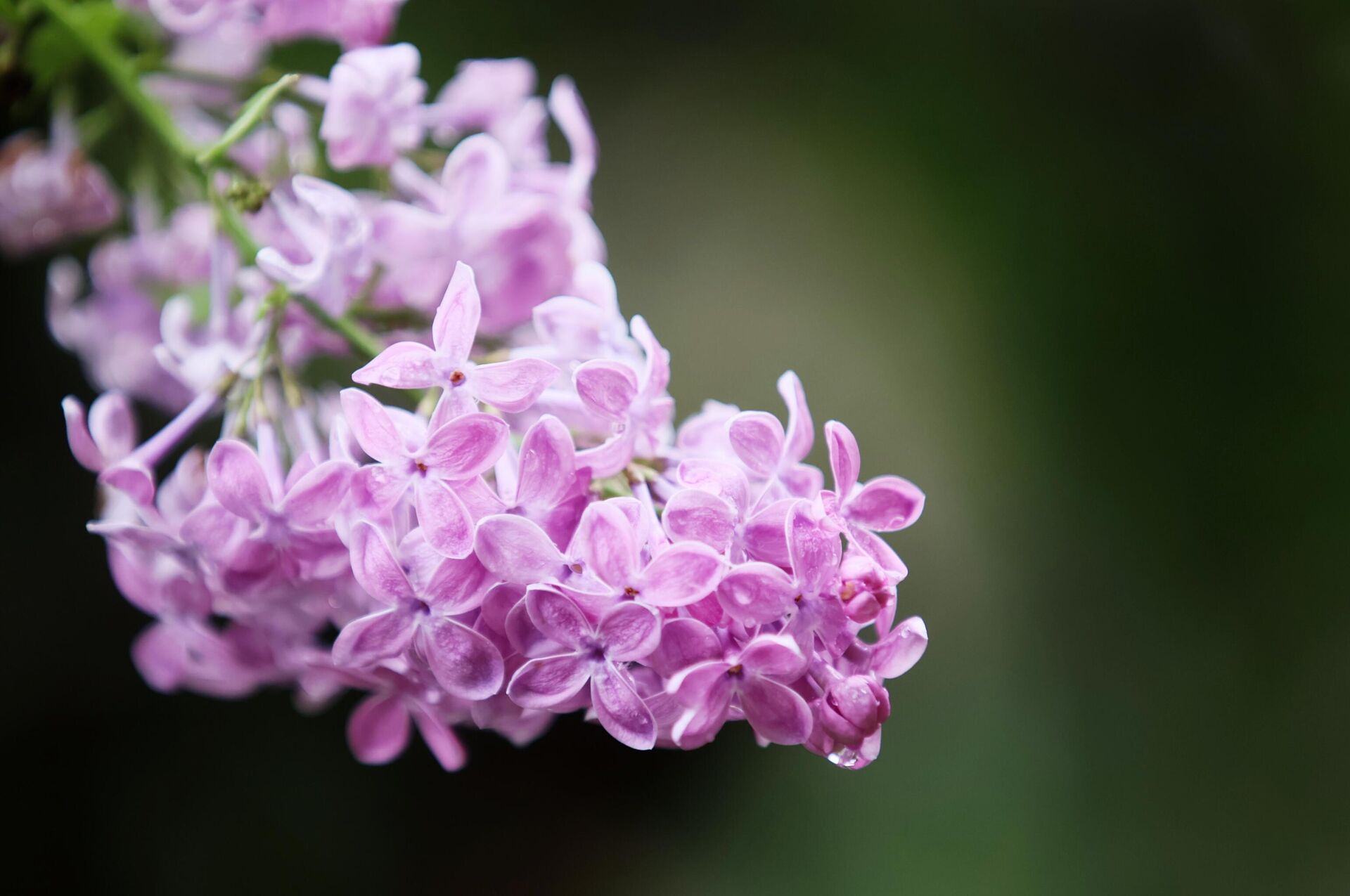 Сирень - Sputnik Беларусь, 1920, 30.04.2025