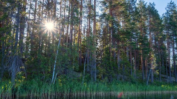 Лес на берегу лесного озера  - Sputnik Беларусь