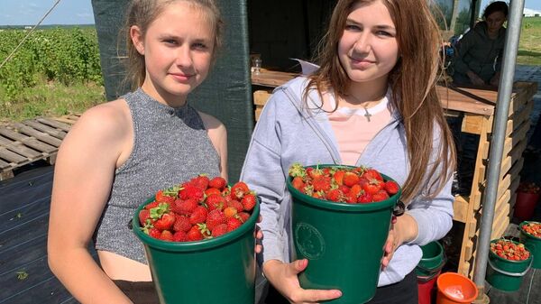 Сбор урожая клубники в Борисовском районе - Sputnik Беларусь