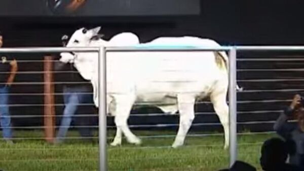 Самую дорогую корову в мире продали за $4,3 млн - Sputnik Беларусь