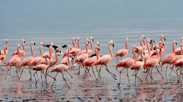 Завораживающая красота: стаи фламинго слетаются к пляжам Аргентины ― видео - Sputnik Беларусь