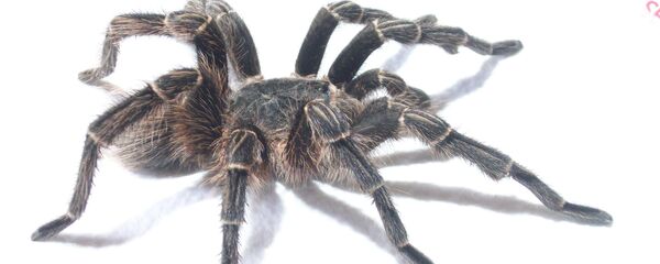 Тарантул Тарантул - Sputnik Беларусь