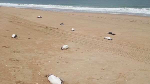 Около двух тысяч мертвых пингвинов смыло на берег в Уругвае, - Sputnik Беларусь