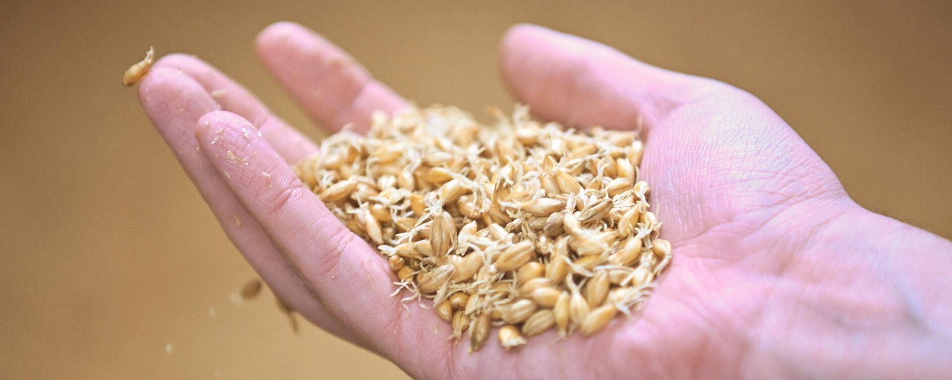 Збожжа - Sputnik Беларусь, 1920, 22.11.2025