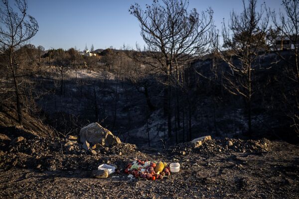 Местные жители оставляют фрукты и воду на выжженной после лесных пожаров земле, чтобы помочь выжившим животным. - Sputnik Беларусь