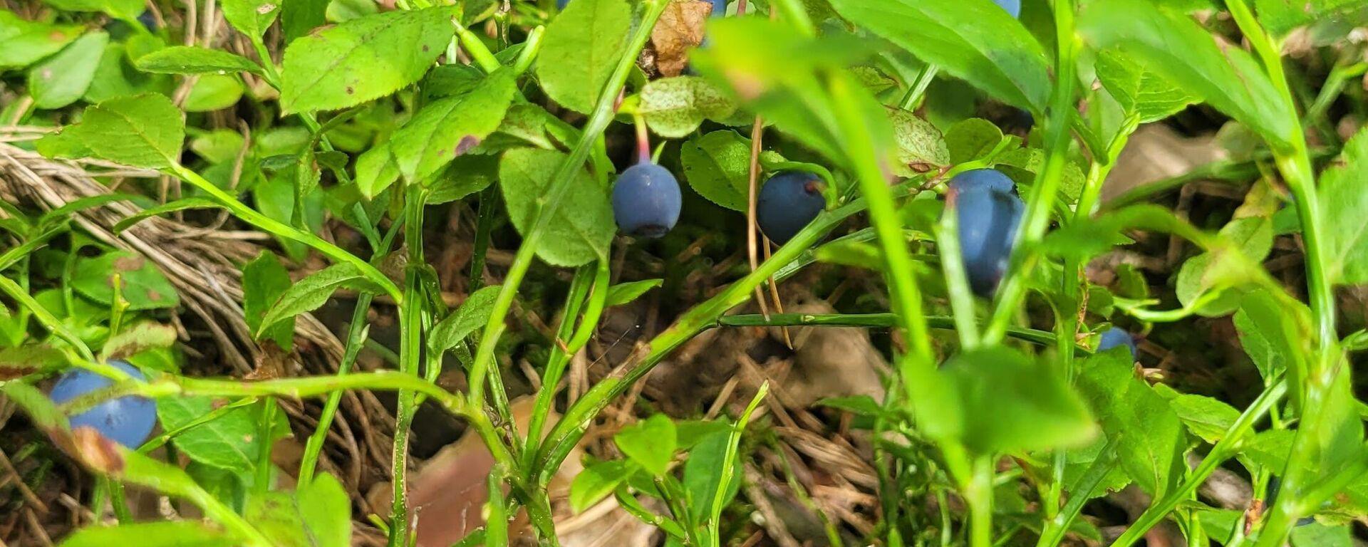 Черника на озере Белое - Sputnik Беларусь, 1920, 24.07.2024