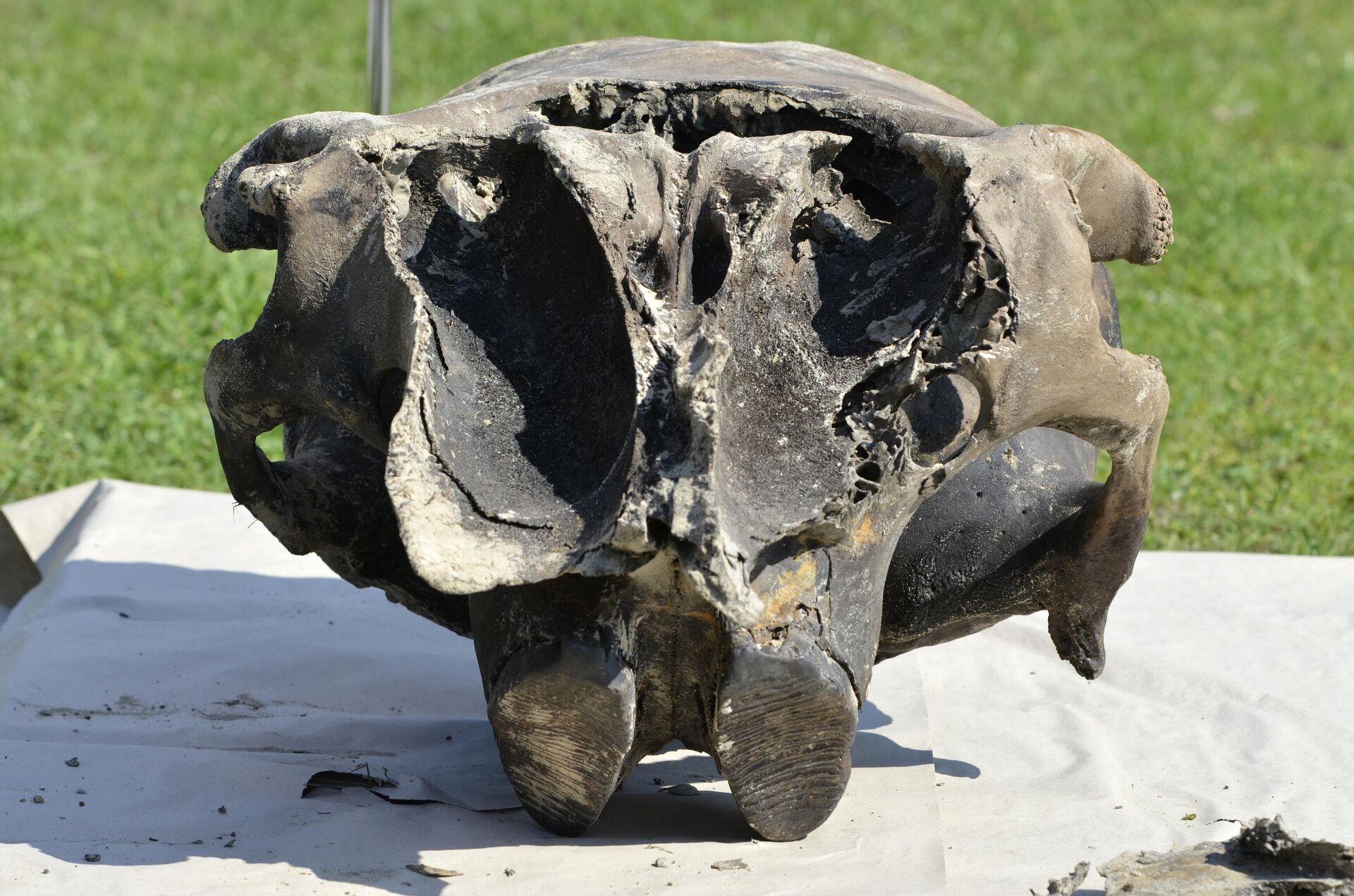 У черепа мамонта отсутствует нижняя челюсть и бивни, но в целом он неплохо сохранился, считают эксперты  - Sputnik Беларусь, 1920, 02.08.2023