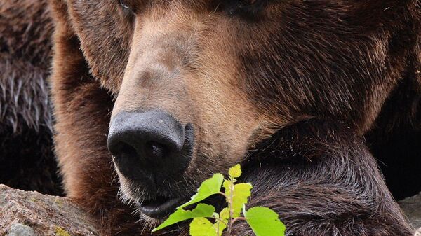Бурый медведь - Sputnik Беларусь