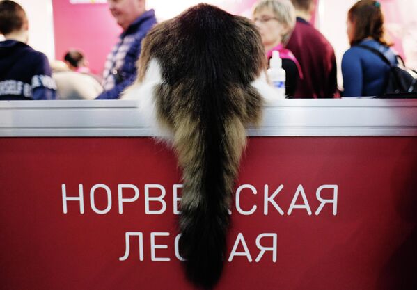 Кошка пароды нарвежская лясная. - Sputnik Беларусь