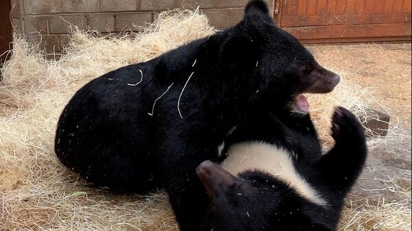 Джакузи для медвежат: как растут гималайские мишки-сироты в Гродно - Sputnik Беларусь