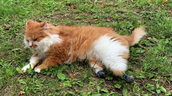 Кузя и его титановые лапки: кот два года ходит на протезах ― видео - Sputnik Беларусь