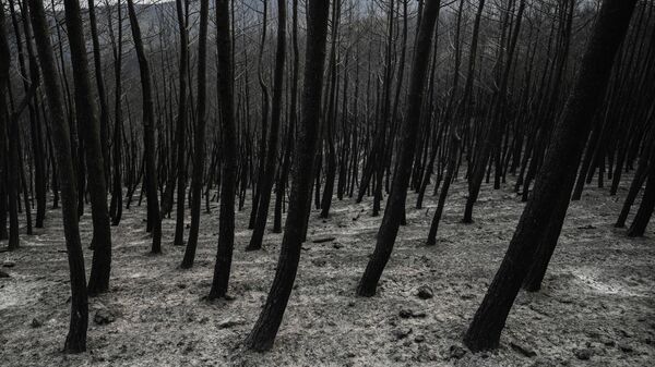Последствия лесного пожара в Греции - Sputnik Беларусь
