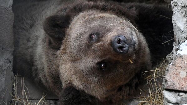 Бурый медведь - Sputnik Беларусь