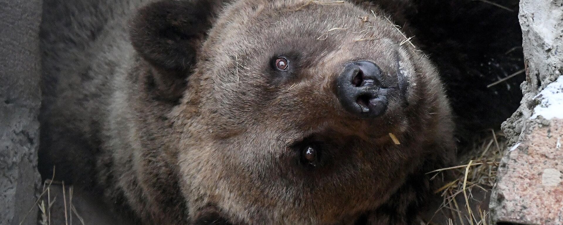 Бурый медведь - Sputnik Беларусь, 1920, 14.11.2025