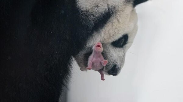 В Московском зоопарке впервые родился детеныш панды ― видео - Sputnik Беларусь