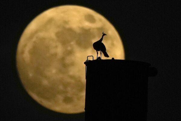 Павлин сидит на дымоходе, а за ним восходит почти полная луна, в Хайдарабаде, Индия. - Sputnik Беларусь