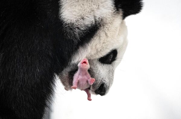 У постоянных обитателей Московского зоопарка — панд Жуи и Диндин ― впервые родился детеныш. Это первый в истории России детеныш большой панды. - Sputnik Беларусь