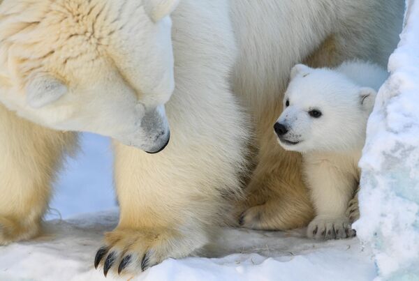 Белые медвежата в зоопарке Новосибирска - Sputnik Беларусь