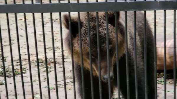 Медведица в Витебском зоопарке - Sputnik Беларусь