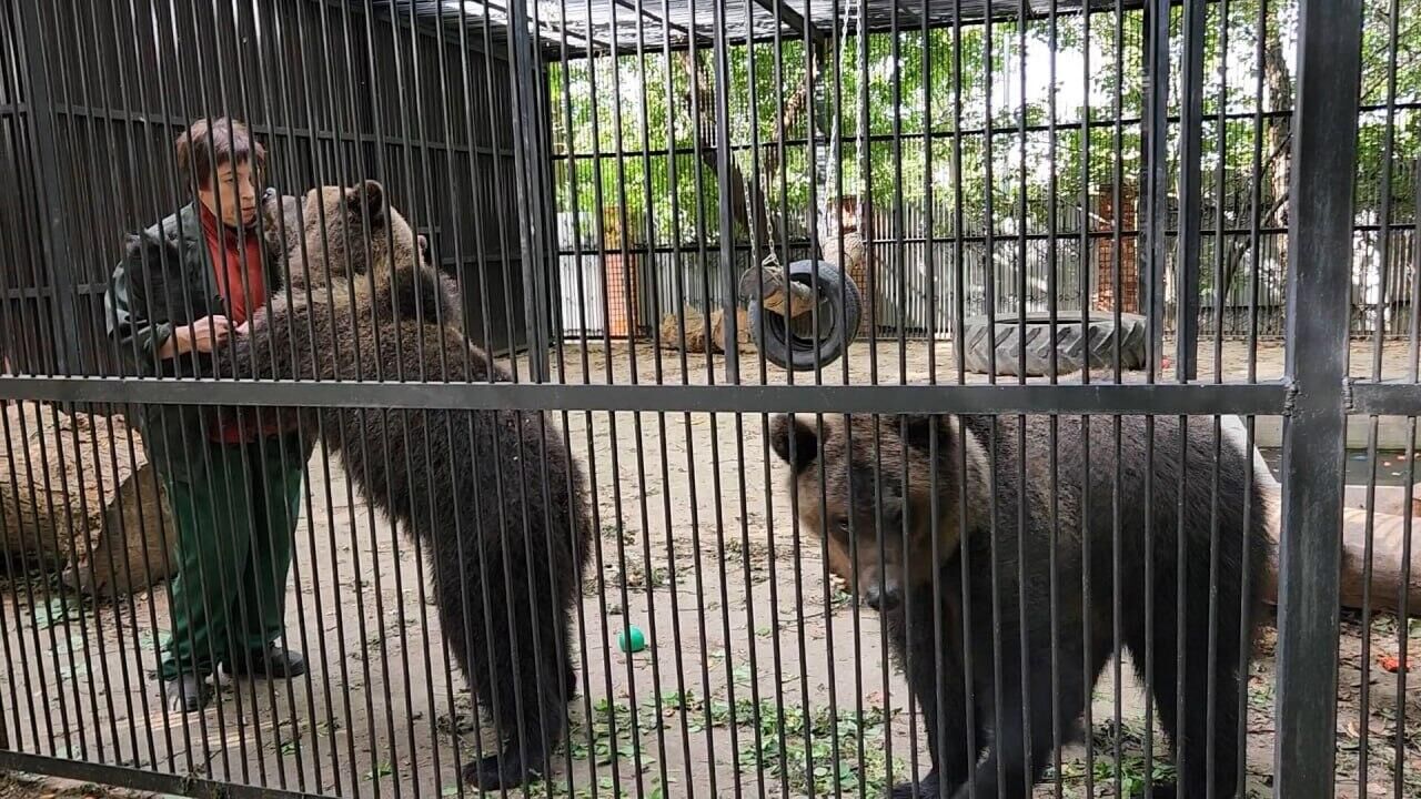 Почти мама: как директор зоопарка в Витебске воспитывает двух медведей -  13.09.2023, Sputnik Беларусь