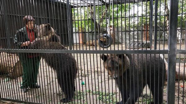 Медведицы Глаша и Дуняша в Витебском зоопарке - Sputnik Беларусь