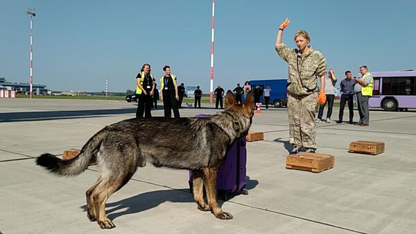 Ищут наркотики и взрывчатку: учения кинологов с собаками в аэропорту - Sputnik Беларусь