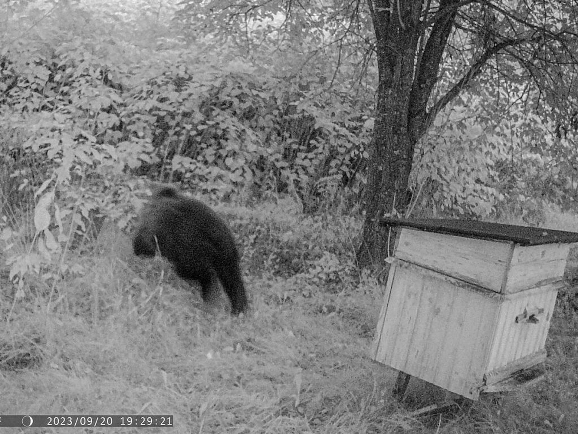 Бурый медведь в Национальном парке Припятский - Sputnik Беларусь, 1920, 22.09.2023