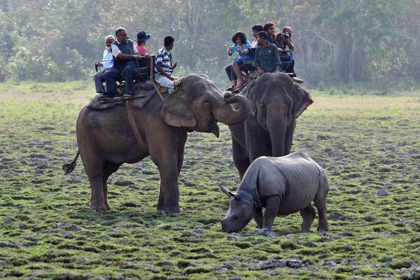 Туристы фотографируют однорогого носорога во время сафари на слонах в национальном парке Казиранга в северо-восточном индийском штате Ассам. - Sputnik Беларусь