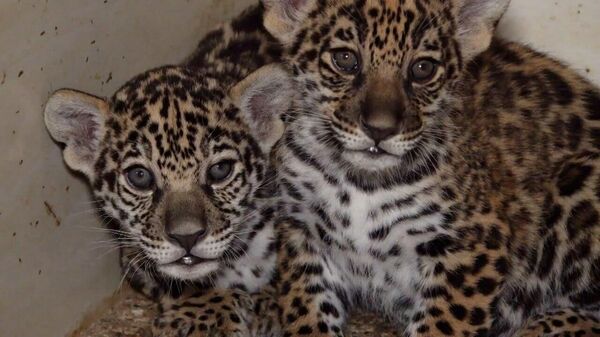 Котята ягуара впервые родились в иранском зоопарке - Sputnik Беларусь