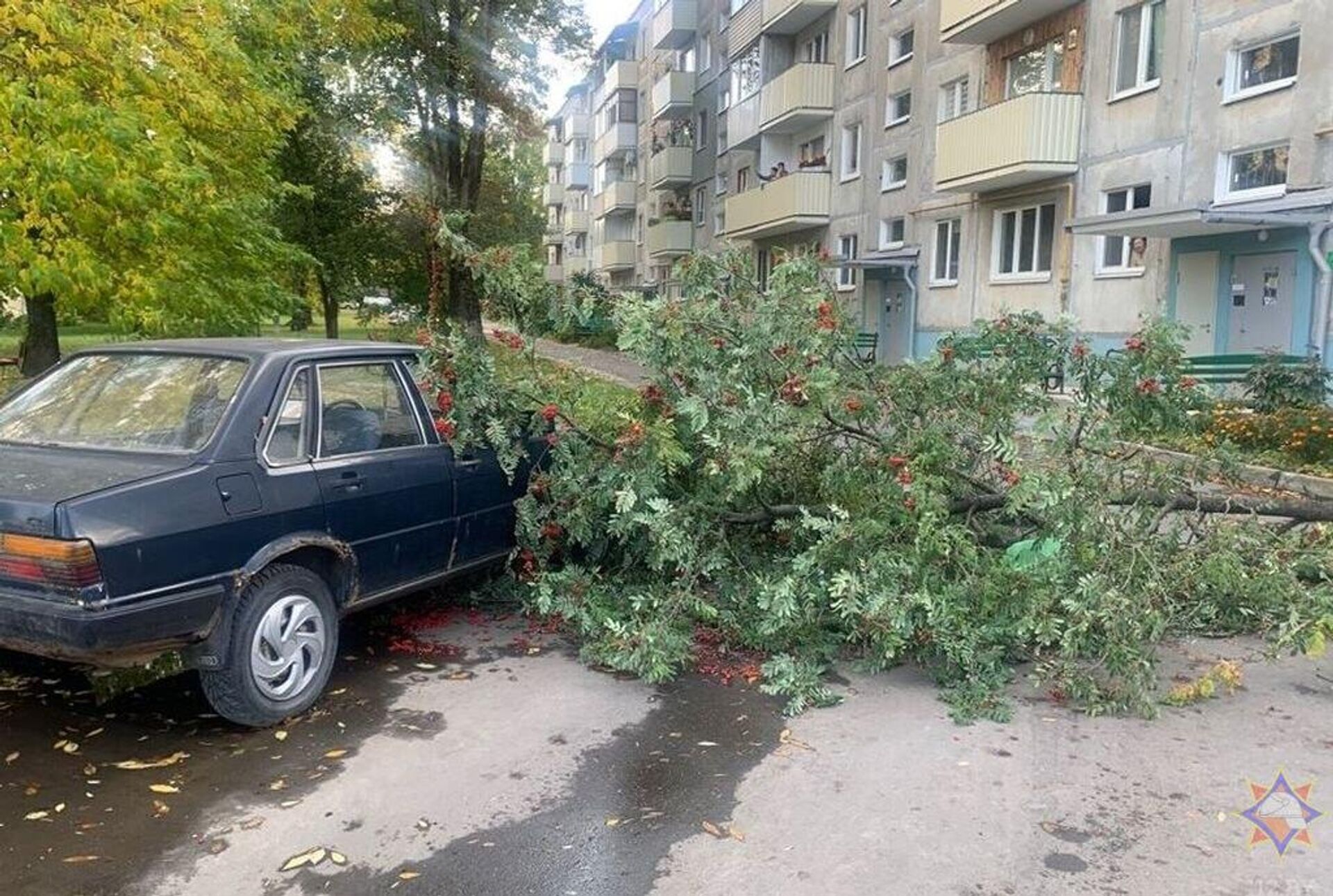 Из-за сильного ветра 7 октября 2023 года упали 240 деревьев - Sputnik Беларусь, 1920, 08.10.2023