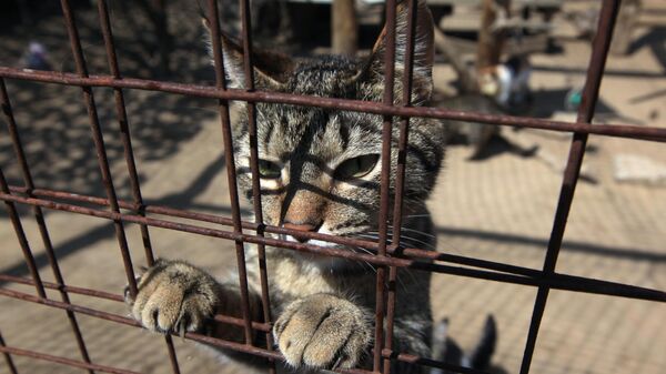 Кот в частном благотворительном фонде защиты животных  - Sputnik Беларусь