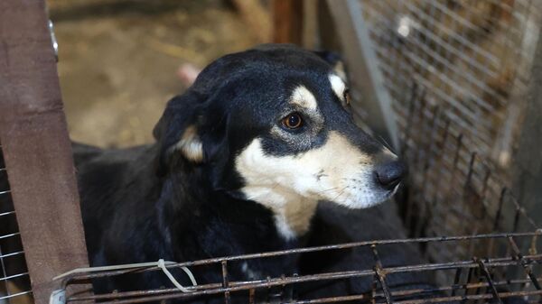 Бездомная собака, пойманная сотрудниками службы по отлову бродячих животных - Sputnik Беларусь