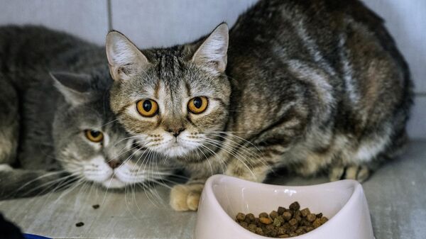 Кошки в вольере на территории приюта для бездомных животных - Sputnik Беларусь