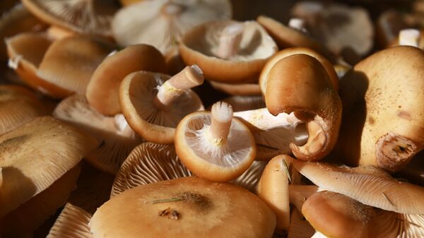 Осенние опята - Sputnik Беларусь