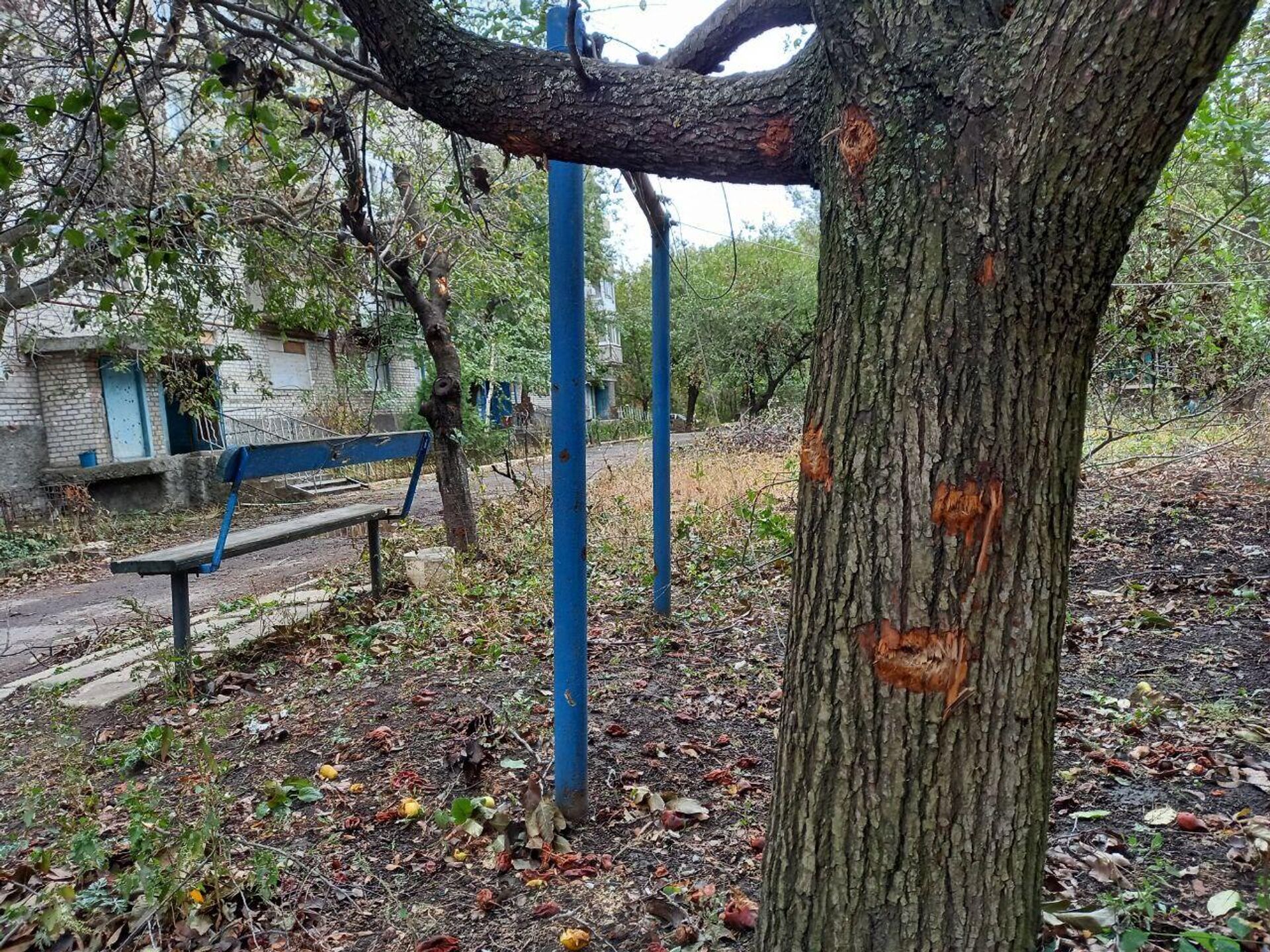 Поврежденное осколками дерево в Донецке Северном - Sputnik Беларусь, 1920, 13.10.2023