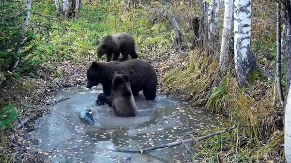 Медведи устроили вечеринку в лесу с купанием и танцами - Sputnik Беларусь