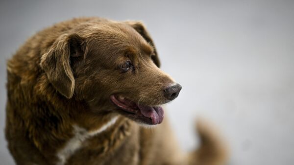 Самый старый пес в мире Боби (Португалия) - Sputnik Беларусь