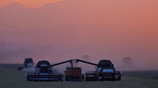 Перегрузка зерна из бункеров зерноуборочных комбайнов в кузов грузовика-зерновоза во время уборки урожая пшеницы  - Sputnik Беларусь