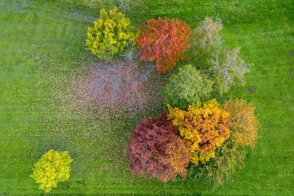 Разноцветные деревья на лугу во Франкфурте, Германия. - Sputnik Беларусь