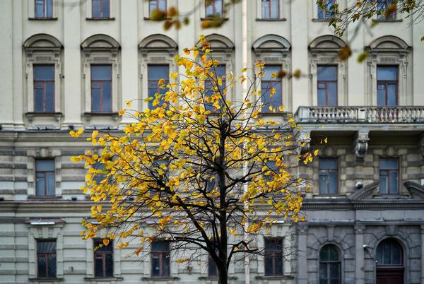 Дерево на Английской набережной в Санкт-Петербурге - Sputnik Беларусь