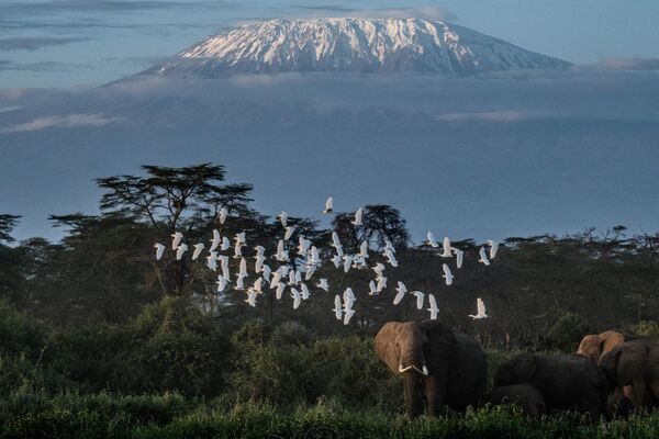 Общий вид пасущихся слонов на фоне заснеженной горы Килиманджаро на заднем плане в заповеднике Кимана, Кения. - Sputnik Беларусь