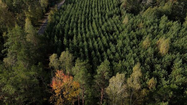 Осенний лес в Лепельском районе - Sputnik Беларусь