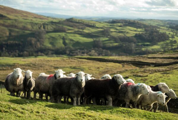 Хердвикские овцы бродят по Уонсфеллу, холму в национальном парке Лейк-Дистрикт, северная Англия. - Sputnik Беларусь