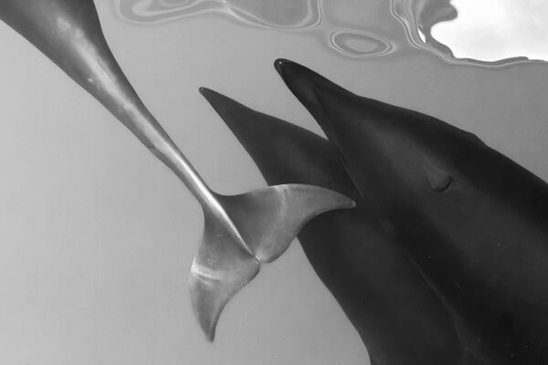Работа Джоди Фредиани &quot;Орел или решка&quot; победила в категории &quot;Черное и белое&quot;.На фотографии – три северных китовидных дельфина. - Sputnik Беларусь